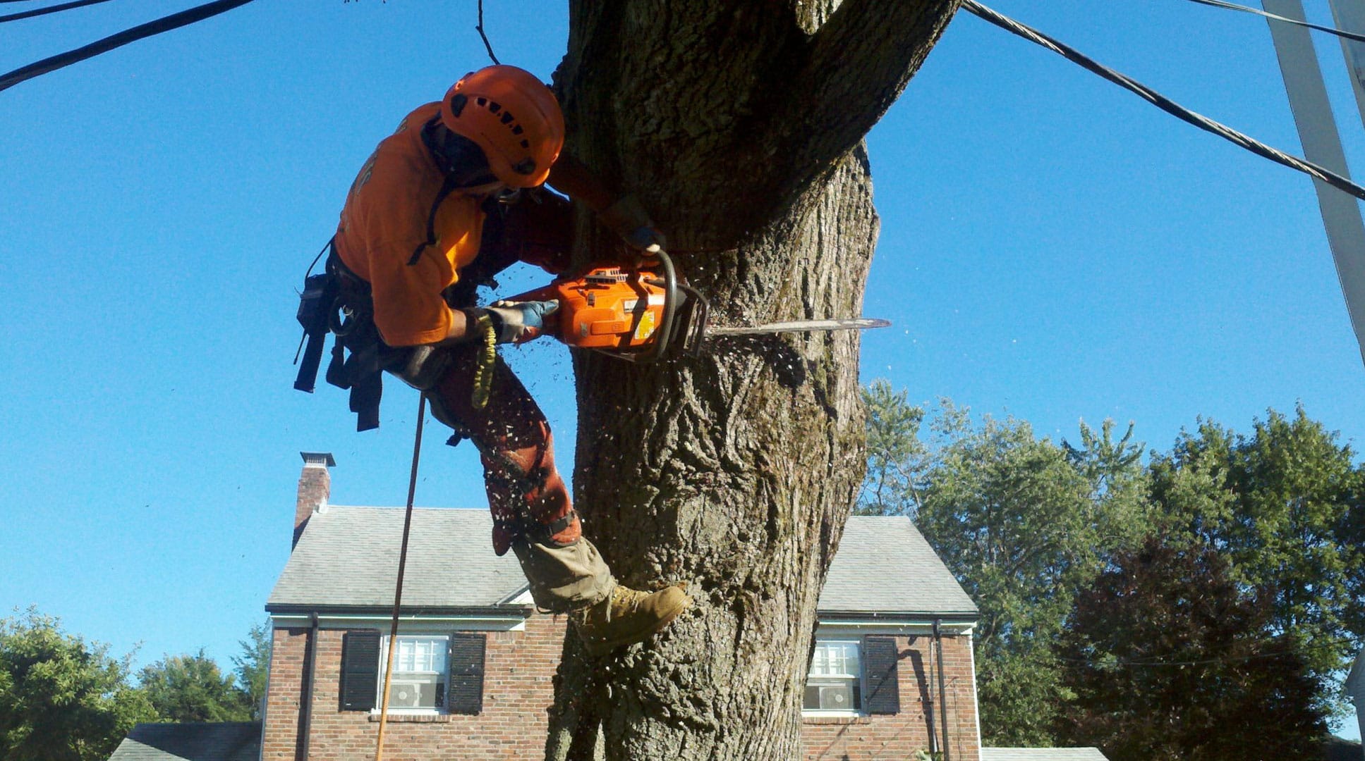 Best Tree Service Company Near Me | Marquis Tree Service Ma