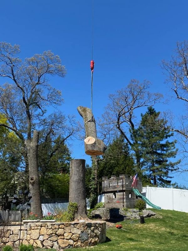 Crane Assisted Tree Removal Services | Marquis Tree Service MA