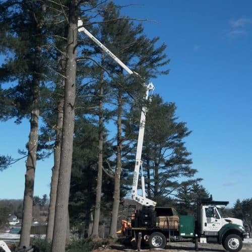 Local Tree Services | Marquis Tree Service MA