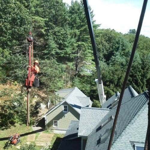 Tree Pruning Services | Marquis Tree Service MA