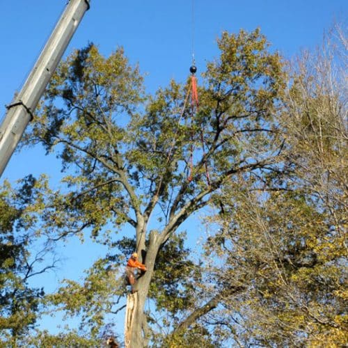 Local Tree Pruning | Marquis Tree Service MA