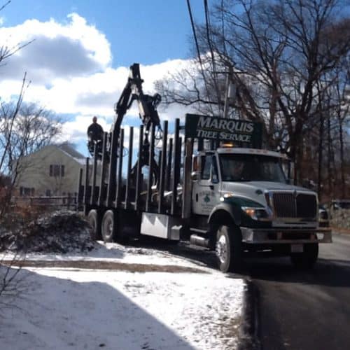 Tree Removal Companies in My Area | Marquis Tree Service MA