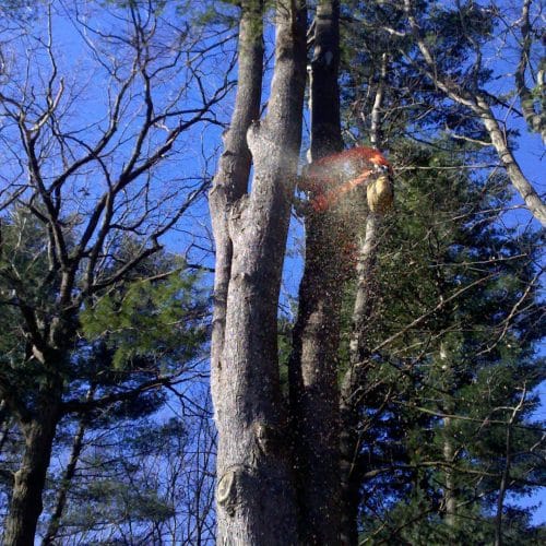 Reliable Tree Service | Marquis Tree Service MA