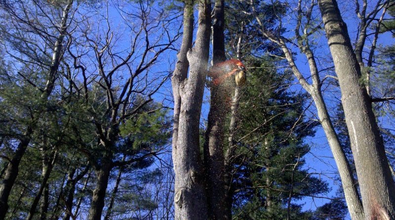 Reliable Tree Service | Marquis Tree Service MA