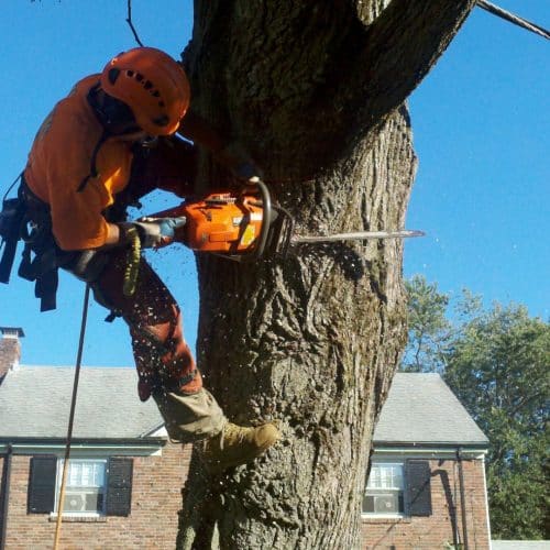 Local Tree Cutting Services | Marquis Tree Service MA