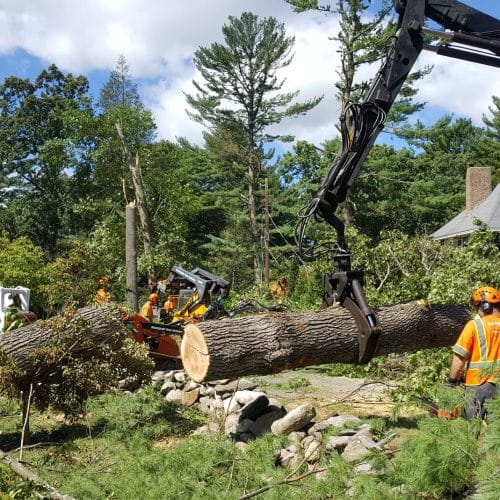 Tree Cutting Companies Near Me | Marquis Tree Service MA