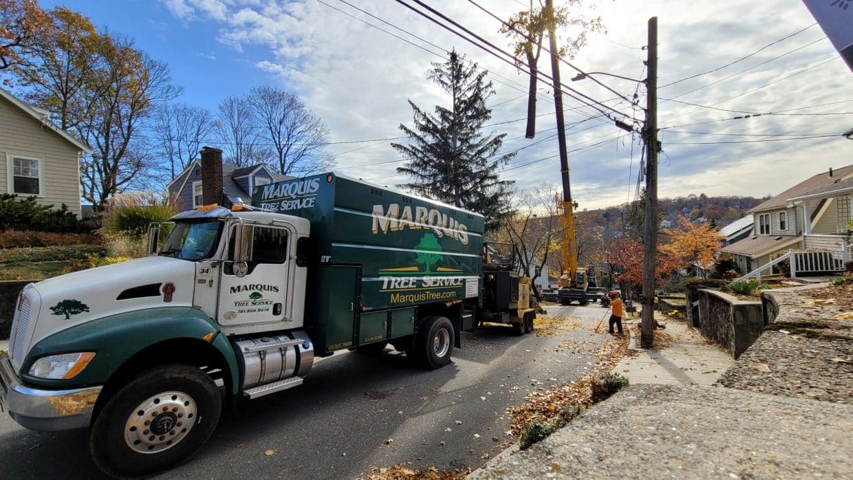 Local Tree Trimming | Marquis Tree Service MA