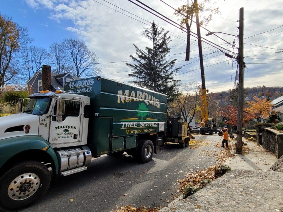 Local Tree Trimming | Marquis Tree Service MA