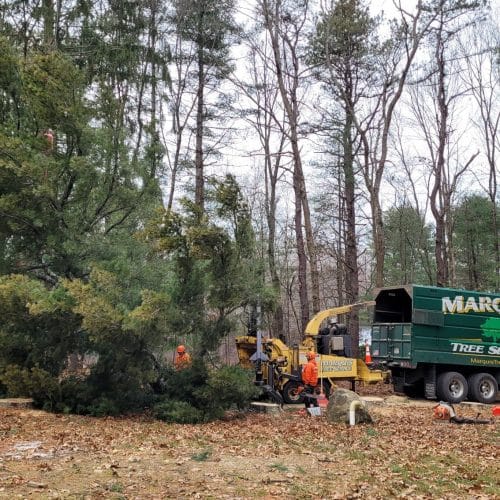 Local Tree Removal | Marquis Tree Service MA