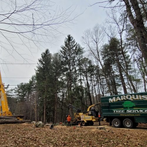 Tree Cutting Services | Marquis Tree Service MA