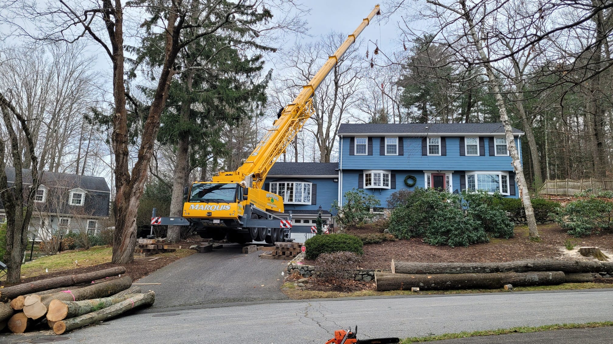 lexington tree removal