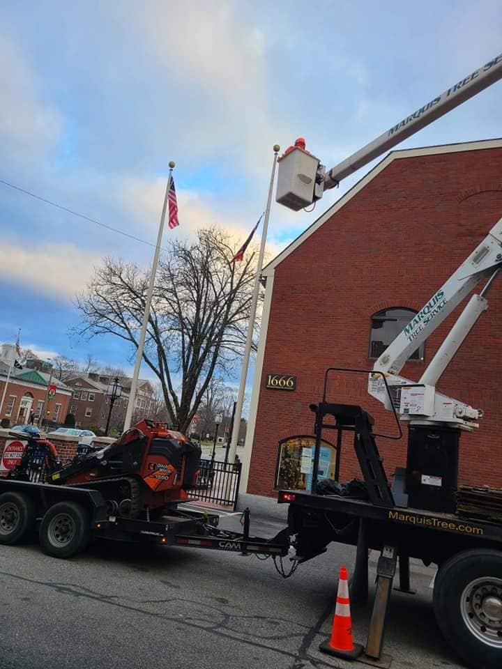 Commercial Tree Removal | Marquis Tree Service MA