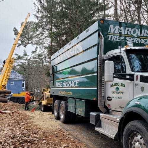 Tree Removal Company | Marquis Tree Service MA