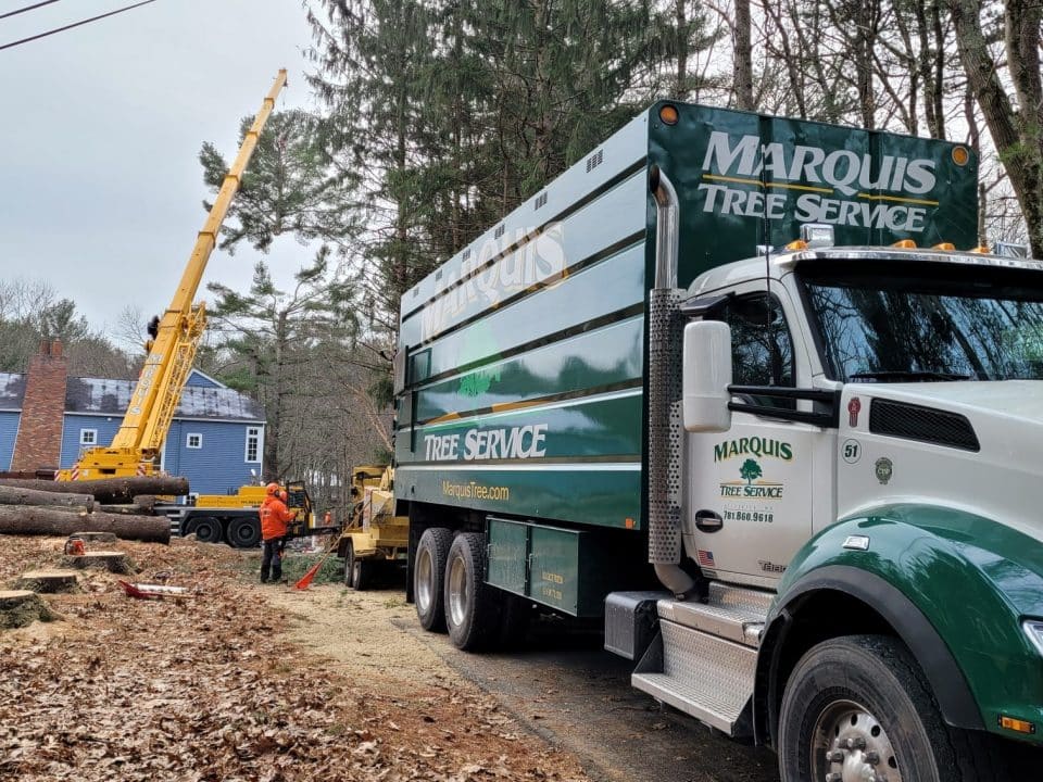 Tree Removal Company | Marquis Tree Service MA