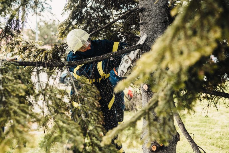 Local Tree Trimming | Marquis Tree Service MA