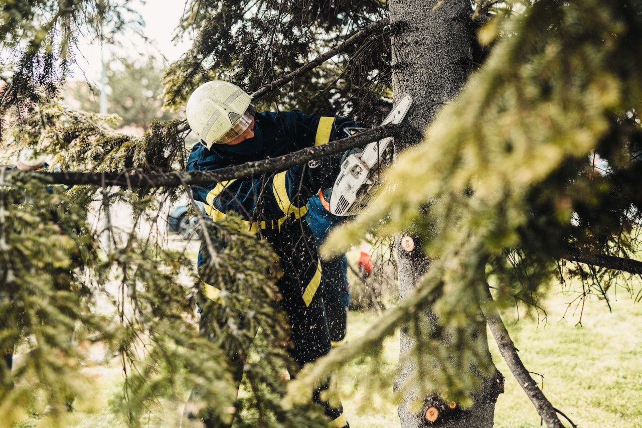 Local Tree Trimming | Marquis Tree Service MA