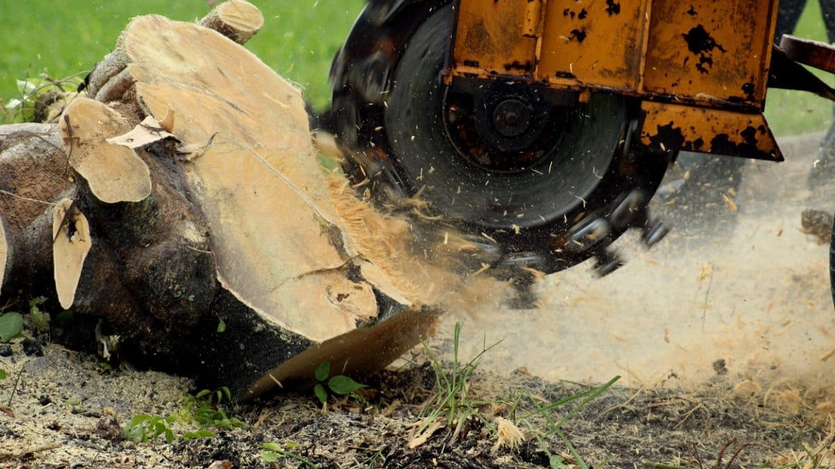 Stump Grinding and Removal | Marquis Tree Service