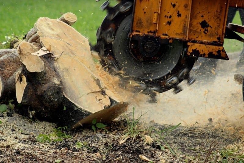 Stump Grinding and Removal | Marquis Tree Service