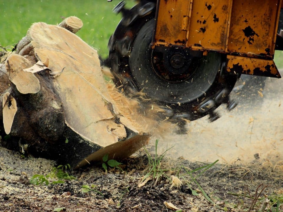 Stump Grinding and Removal | Marquis Tree Service
