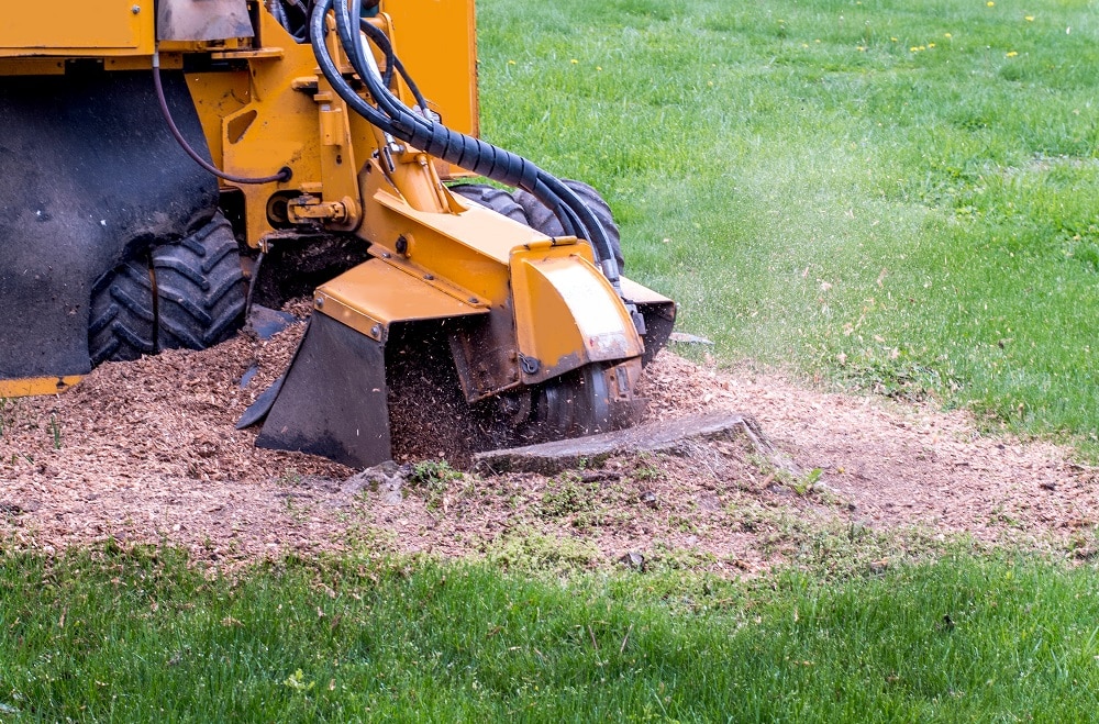 Why You Should Always Remove Tree Stumps