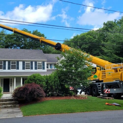 Crane Assisted Tree Service - Marquis Tree