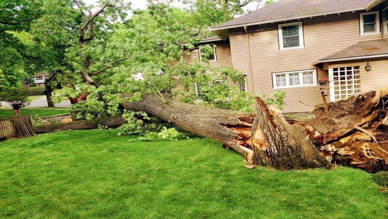 Emergency Tree Service Marquis Tree