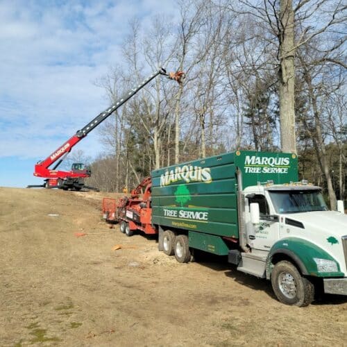 Golf Course Tree Management Marquis Tree