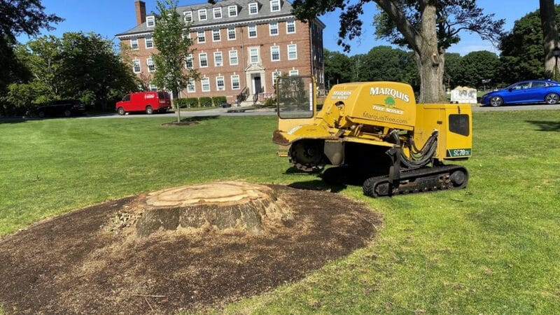 Stump Grinding Services