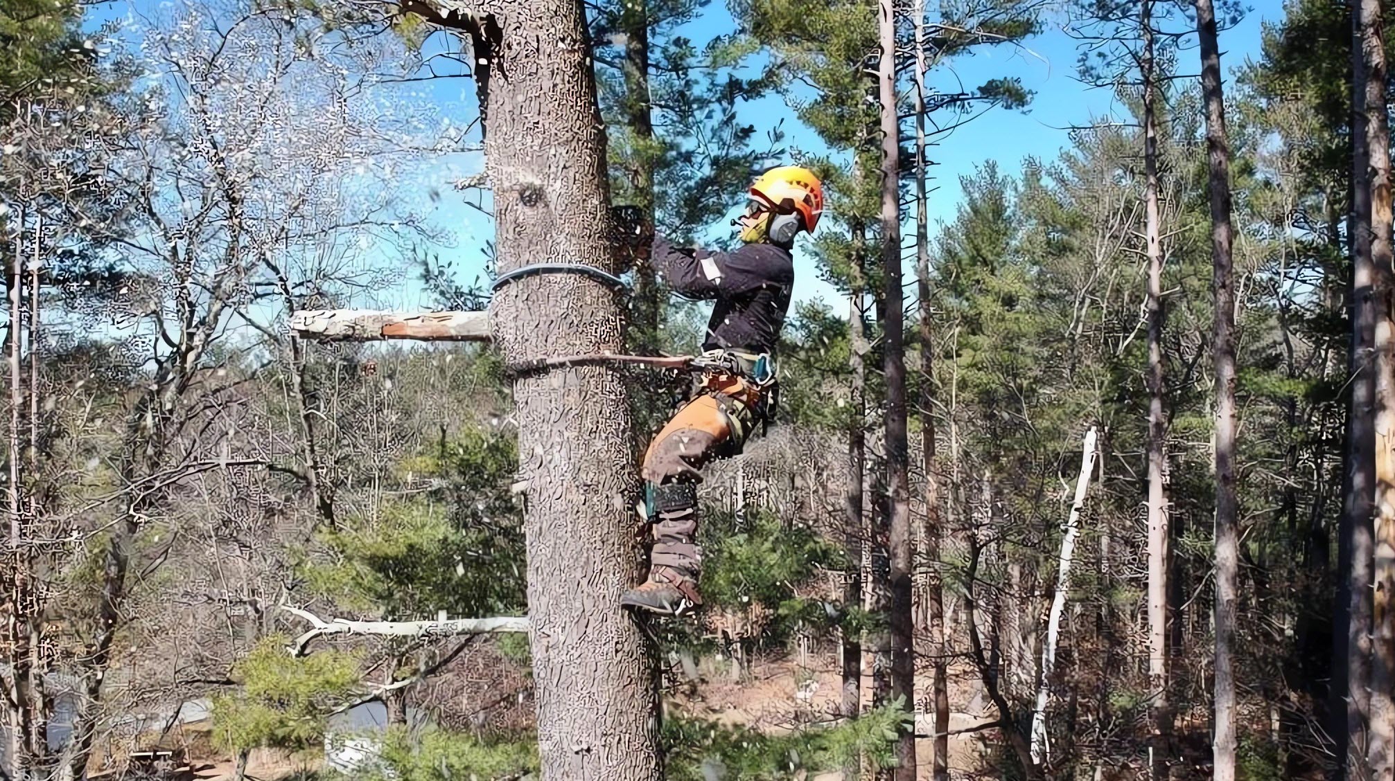 Tree Removal Service Marquis Tree