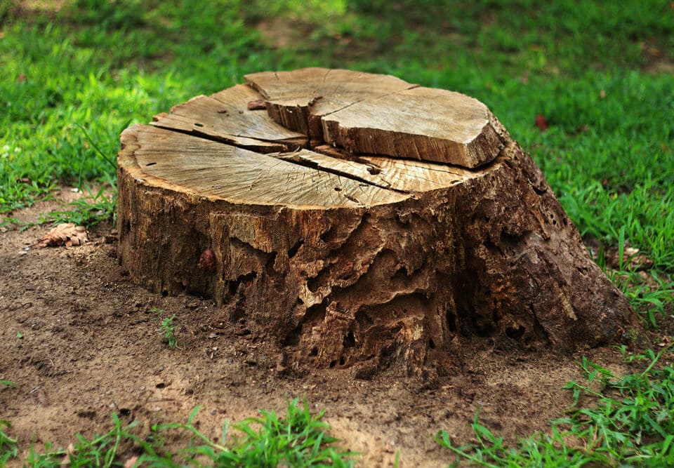 Tree Stump Removal Billerica, MA