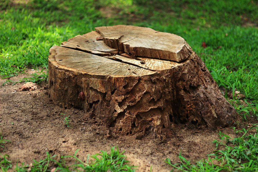 Tree Stump Removal Billerica, MA