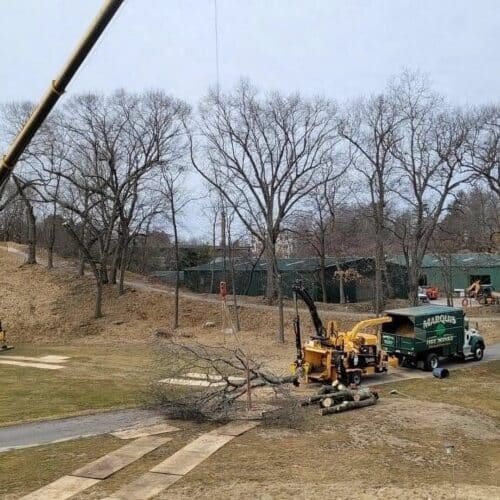 Golf Course Tree Management