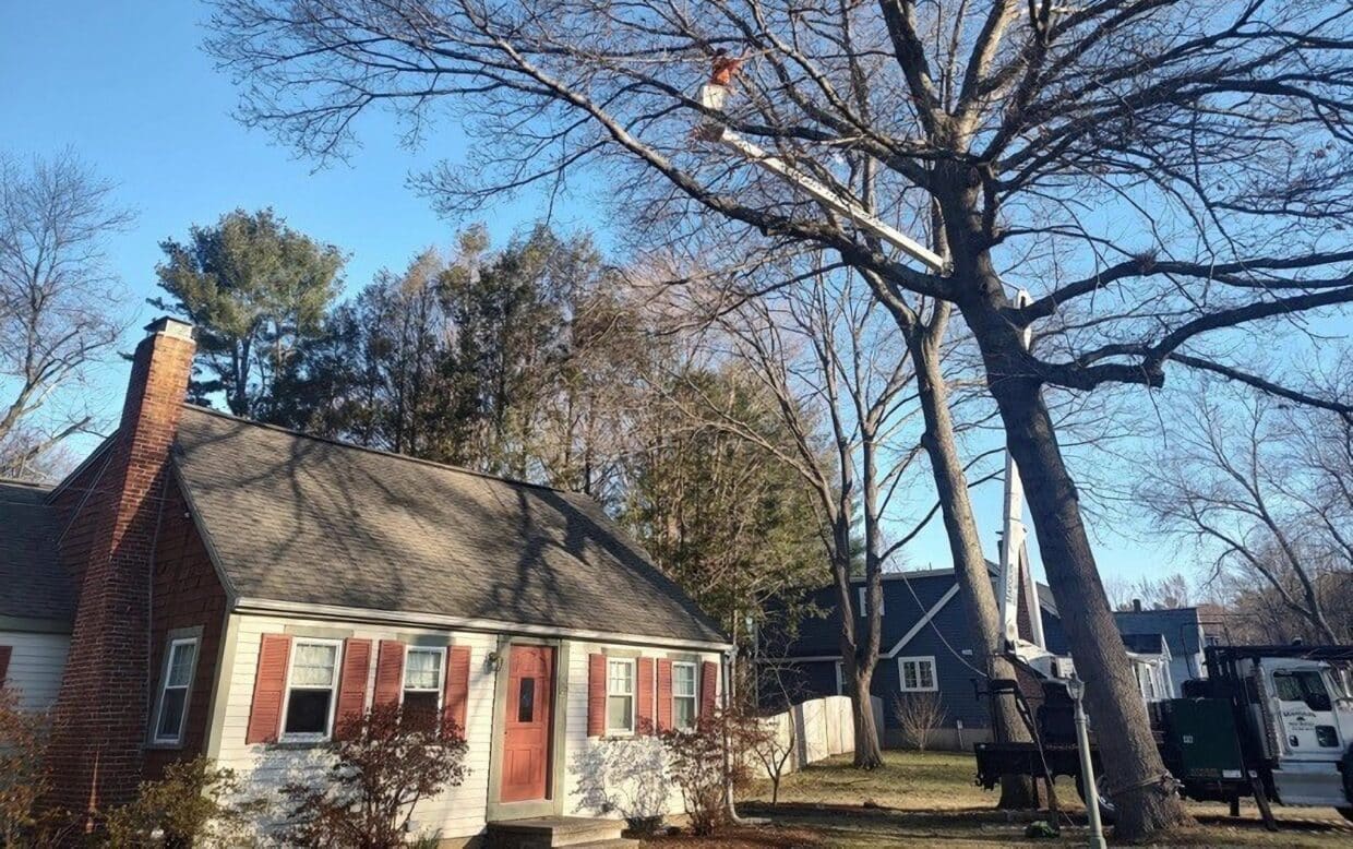 Residential Tree Service