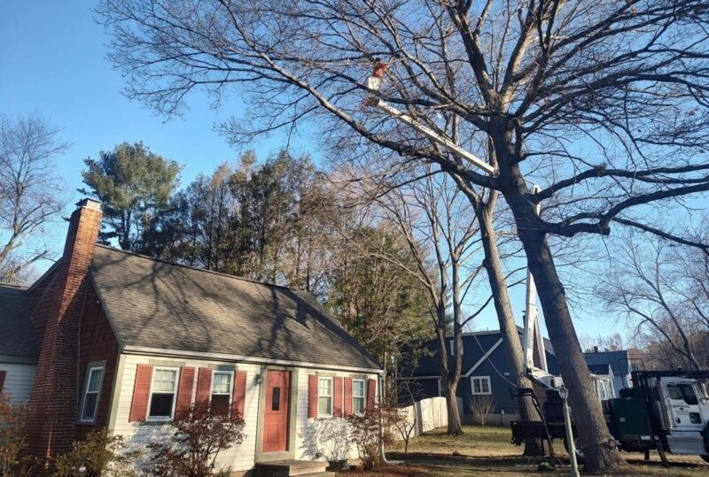 Residential Tree Service