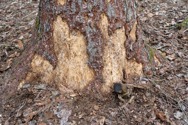 Tree Cancer Ground Tree Health Signs to Watch For | Marquis Tree Service