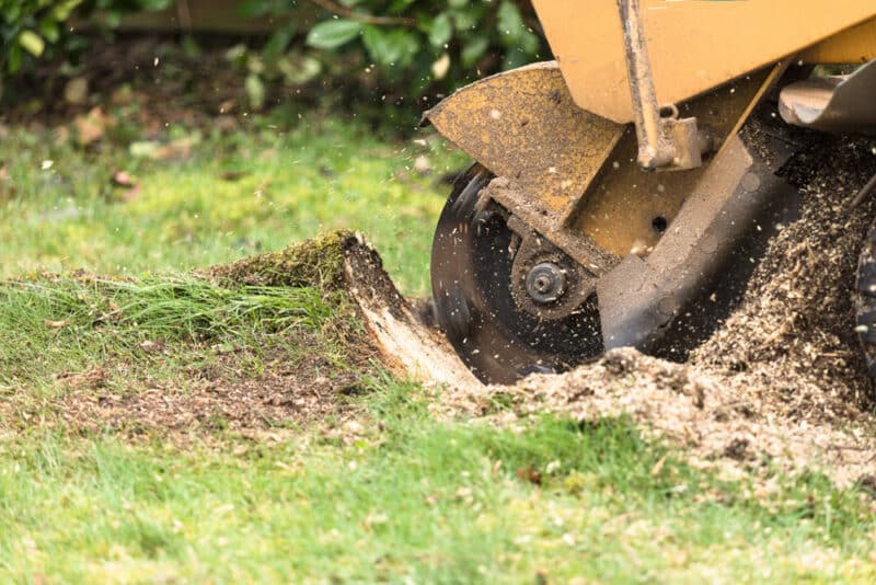 Advantages of Professional Stump Grinding Services