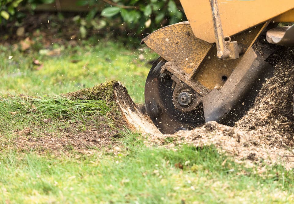 Advantages of Professional Stump Grinding Services