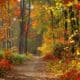 Fall Tree Care Tips