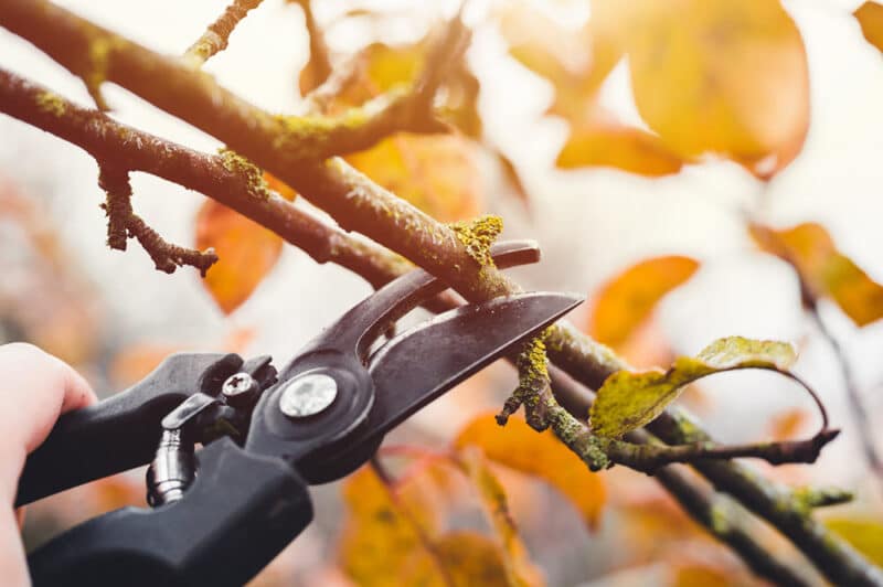 Expert Tree Pruning Services - Enhancing Your Green Space