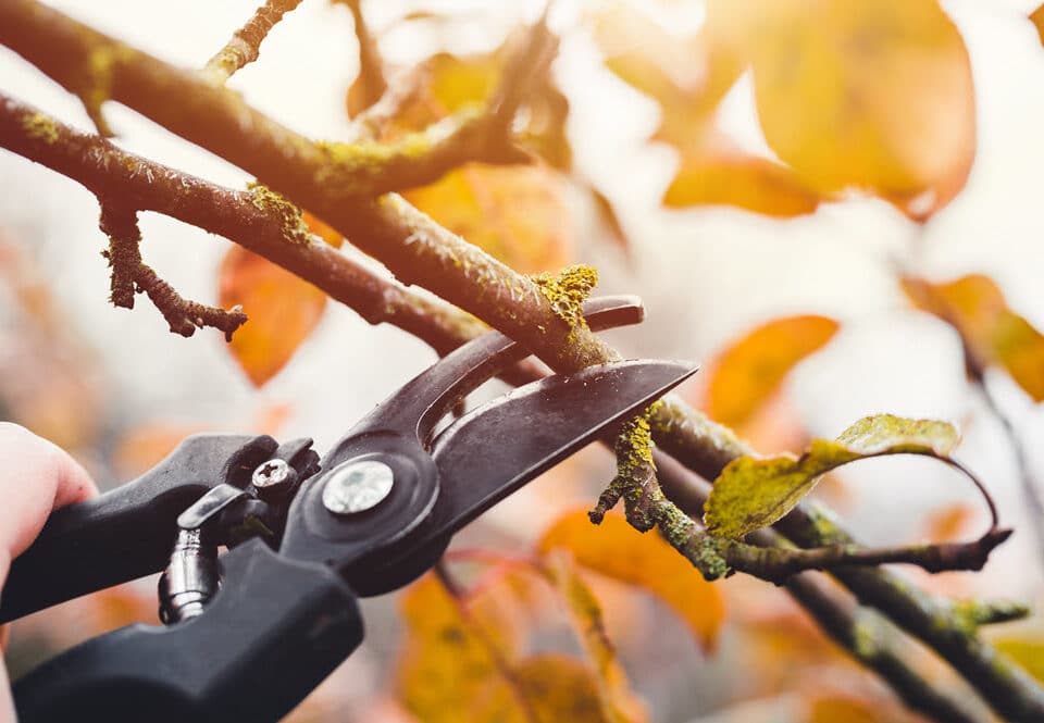 Expert Tree Pruning Services - Enhancing Your Green Space