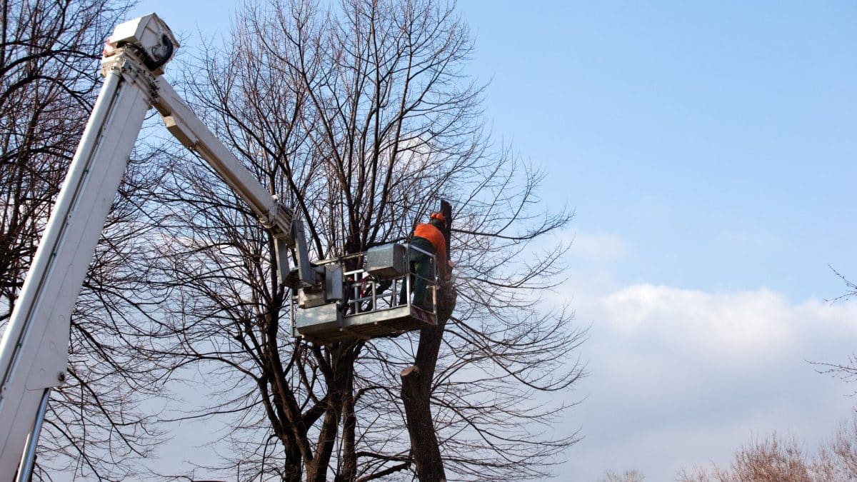 Marquis Tree Removal - Prune Your Trees for Winter