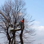 Marquis Tree Removal - Prune Your Trees for Winter