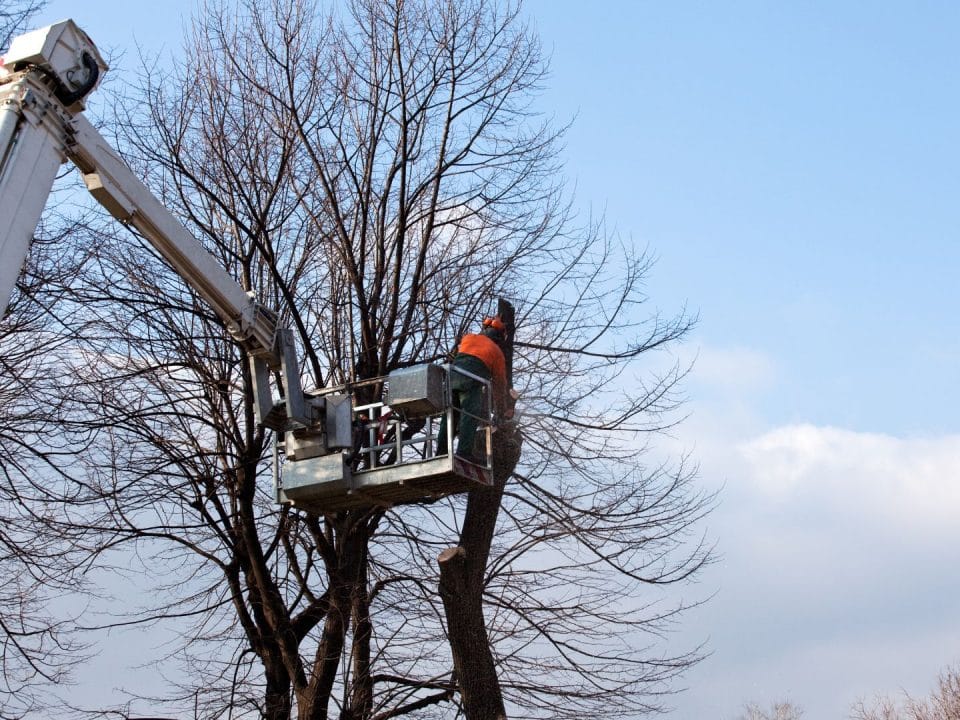 Marquis Tree Removal - Prune Your Trees for Winter