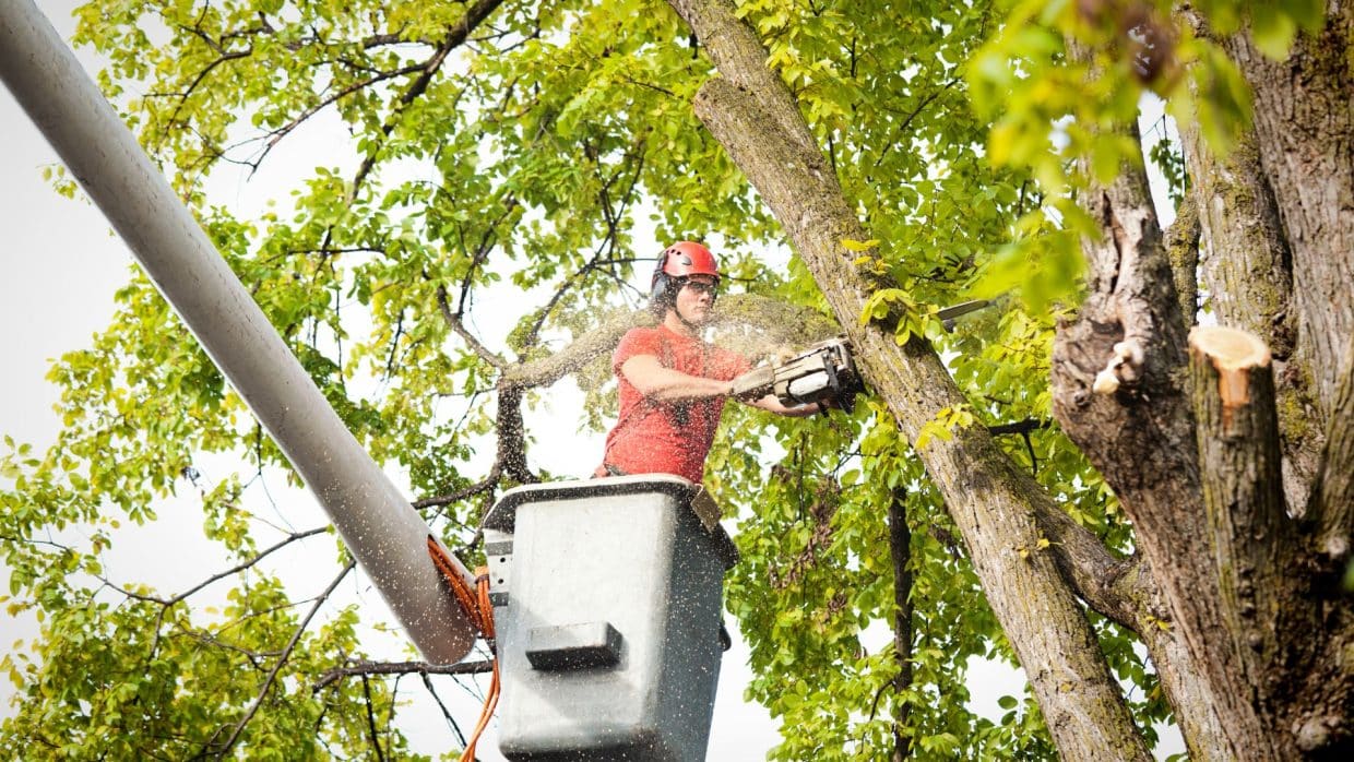 Marquis Tree Removal - Prune Your Trees for Winter