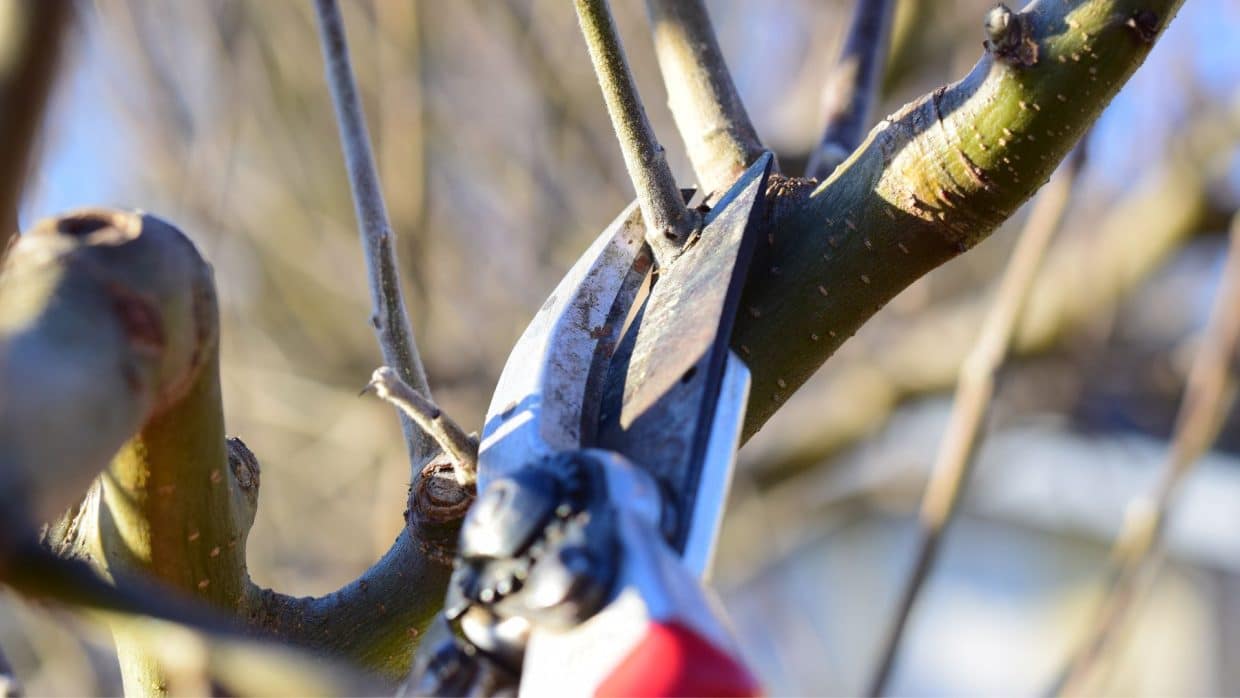 Marquis Tree Removal - Prune Your Trees for Winter