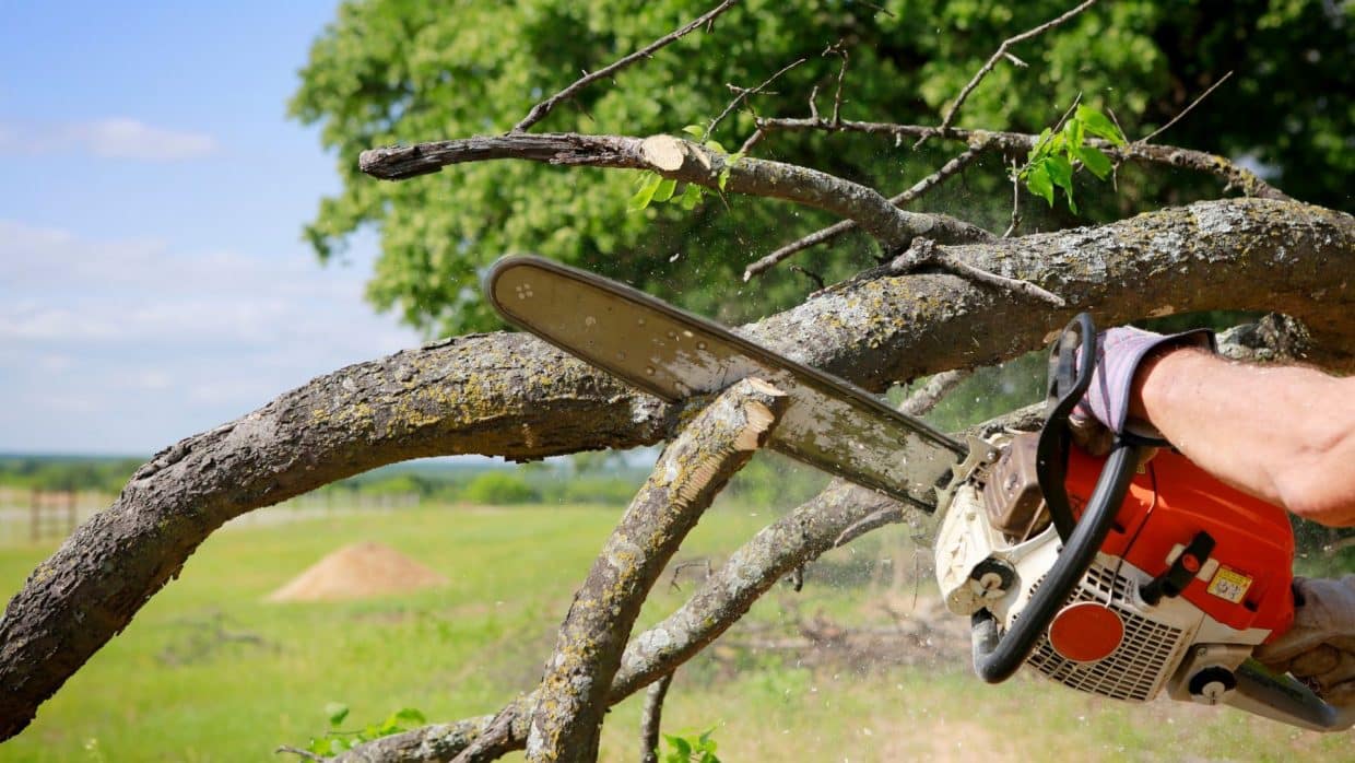 Professional Tree Removal