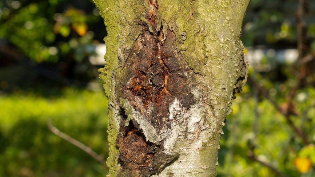 Close-up of bark splitting and pest infestation on a tree in Massachusetts
