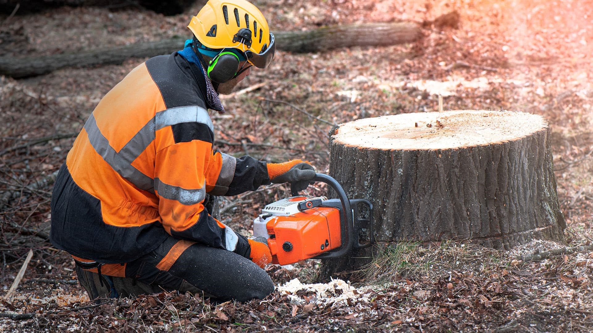 Small Stumpy Tree Service Affordable Tree & Stump Services | Marquis Tree Service