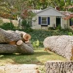 efficient tree removal solutions