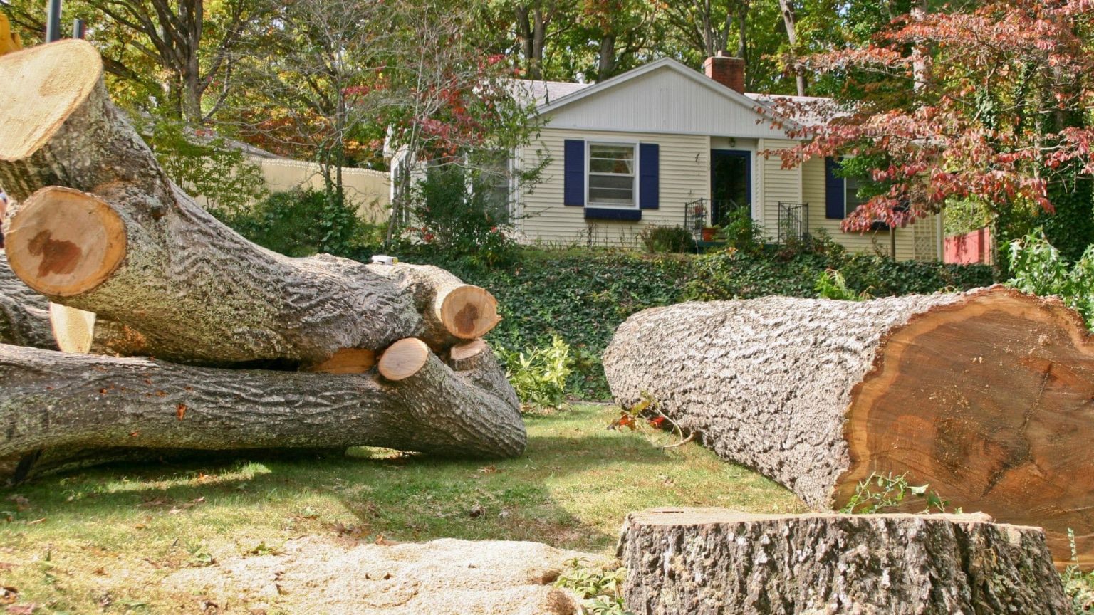Safe and Efficient Tree Removal | Marquis Tree Service